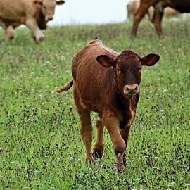 The Animals’ Agenda: An Important Look at Human Relationships with Other Animals